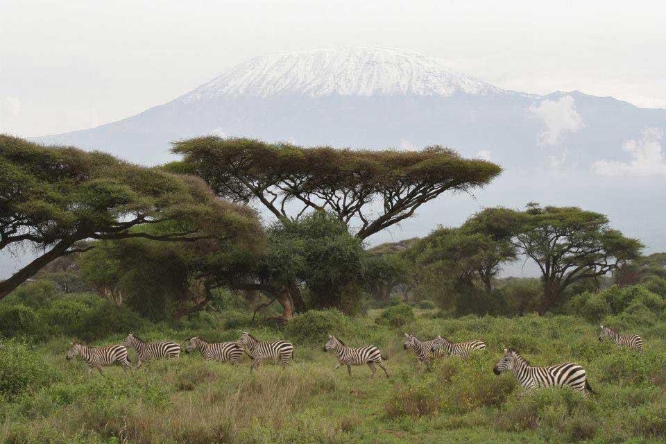 Kilima Safari Camp 126