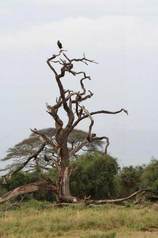 Vulture, Amboseli National Park 092