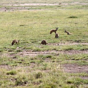 Bat Eared Fox, Amboseli 095.jpg