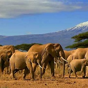 Elephants, Amboseli National Park 1627937.jpg