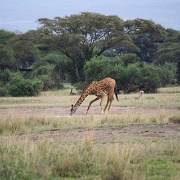 Giraffe, Amboseli National Park 127.jpg