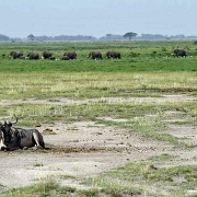 Gnu, Amboseli National Park 094.jpg