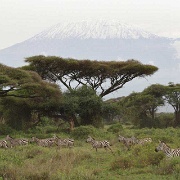 Kilima Safari Camp 126.jpg