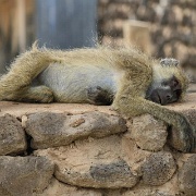 Yellow baboons, Amboseli 105.jpg