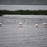 Flamingos, Lake Nakuru 127.jpg