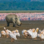 Rhino, Lake Nakuru National Park 5579947.jpg
