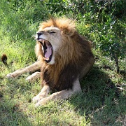 Lion, Maasai Mara 134.jpg
