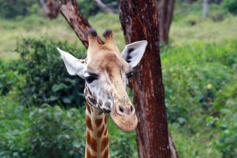 Giraffe Centre Nairobi 108