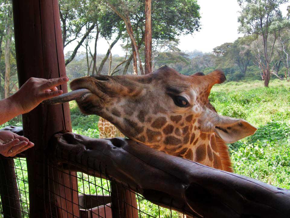 Giraffe Centre Nairobi 109