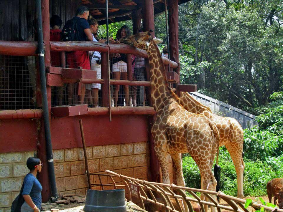 Giraffe Centre Nairobi 110