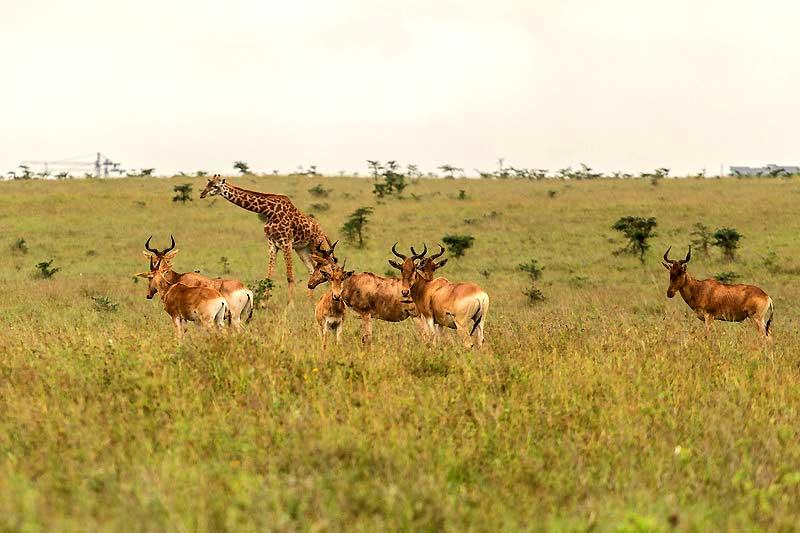 Hartebeest, giraffe, Nairobi National Park 12156371