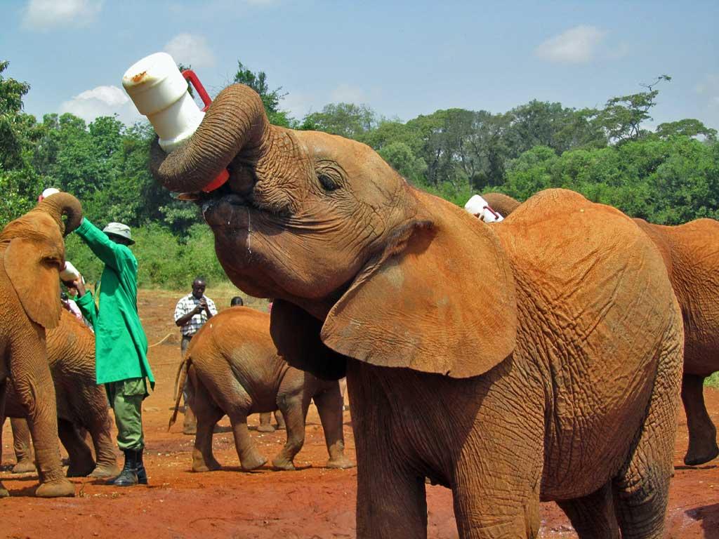 Sheldrick Elephant Orphanage 107a