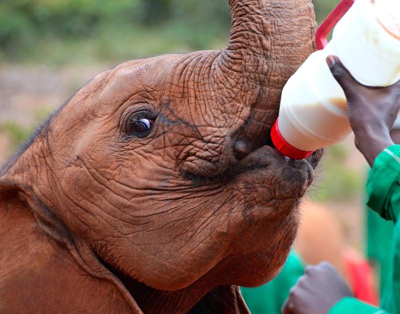 Sheldrick Elephant Orphanage 11007690