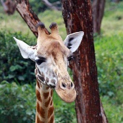Giraffe Centre Nairobi 108.jpg