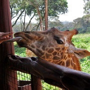 Giraffe Centre Nairobi 109.jpg