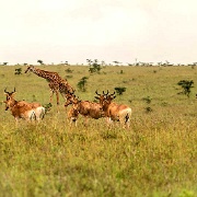 Hartebeest, giraffe, Nairobi National Park 12156371.jpg