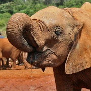 Sheldrick Elephant Orphanage 101.jpg