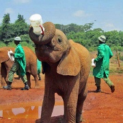 Sheldrick Elephant Orphanage 105.jpg