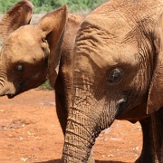 Sheldrick Elephant Orphanage 106.jpg