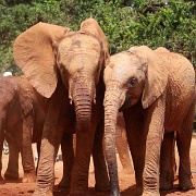 Sheldrick Elephant Orphanage 107.jpg