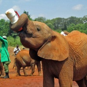 Sheldrick Elephant Orphanage 107a.jpg