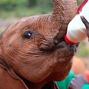 Sheldrick Elephant Orphanage 11007690.jpg