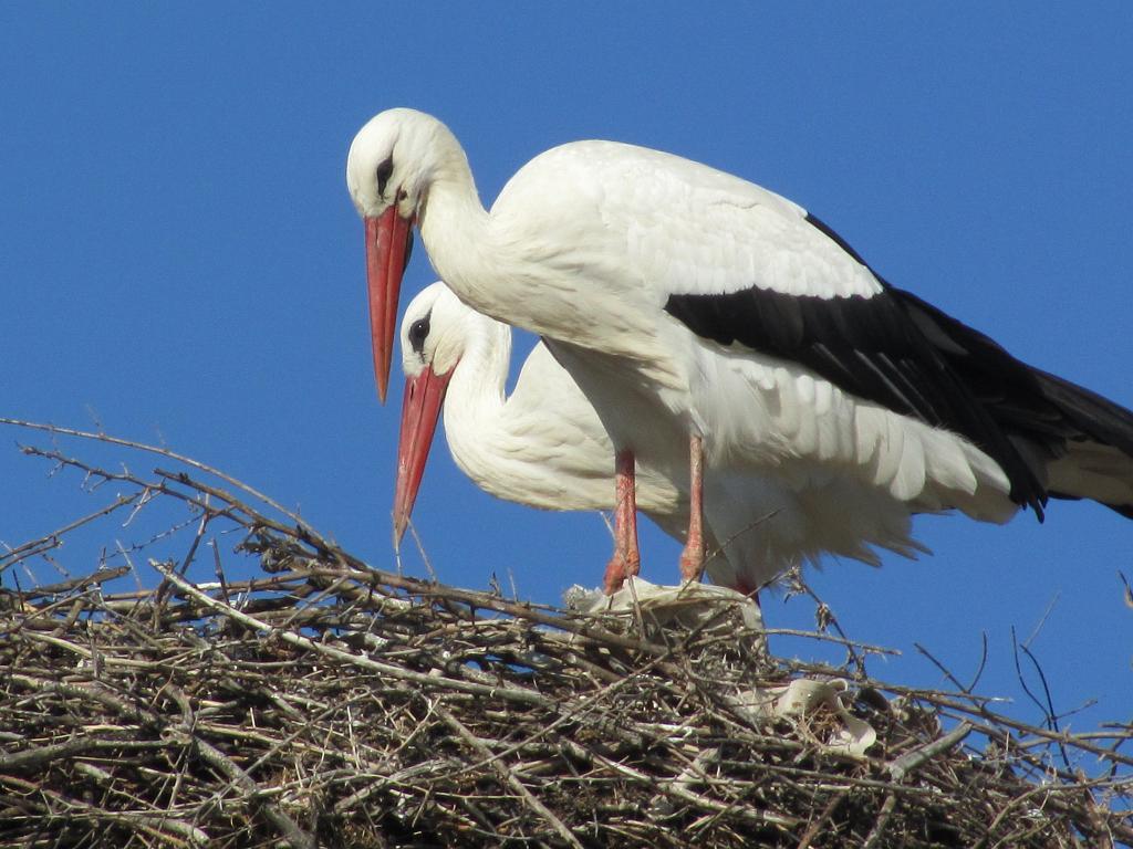 Volubilis storks, Morocco 084