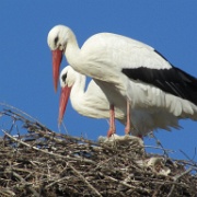 Volubilis storks, Morocco 084.jpg