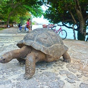Seychelles Giant Tortoise 9437185.jpg