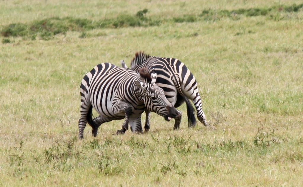 Zebra Arusha National Park 089