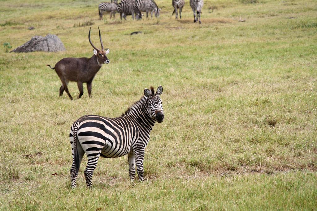 Zebra Arusha National Park 095