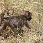 Baboons, Arusha National Park 115.JPG