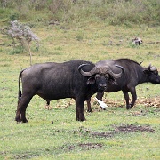 Cape Buffalo, Arusha National Park 160.JPG