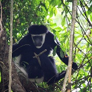 Colobus monkey, Arusha National Park 190.JPG