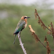 Common Bee-eater Arusha National Park 245.JPG