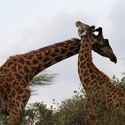Giraffe - Arusha150.JPG