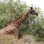 Giraffe, Arusha National Park 145.JPG