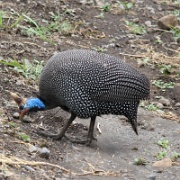 Guinea fowl, Arusha National Park 255.JPG