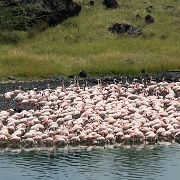 Lesser flamingos, Arusha National Park 165.JPG