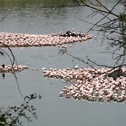 Lesser flamingos, Arusha National Park 170.JPG