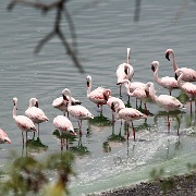 Lesser flamingos, Arusha National Park 175.JPG
