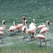 Lesser flamingos, Arusha National Park 185.JPG