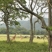 Little Serengeti, Arusha National Park 135.JPG