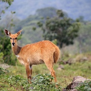 Reed buck, Arusha National Park 230.JPG