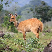 Reed buck, Arusha National Park 232.JPG