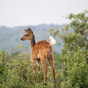 Reed buck, Arusha National Park 234.JPG