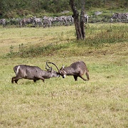 Waterbuck Arusha National Park 109.JPG