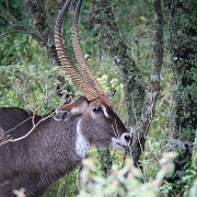 Waterbuck, Arusha National Park 220.JPG