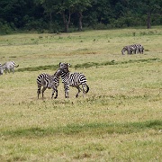 Zebra Arusha National Park 085.JPG
