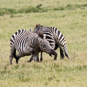 Zebra Arusha National Park 089.JPG